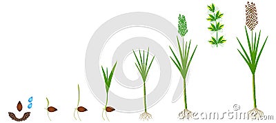 Cycle of growth of a sugarcane plant on a white background. Vector Illustration