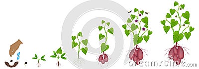 Cycle of growth of sweet potato plant on a white background. Vector Illustration