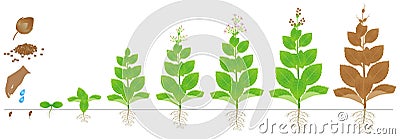 Cycle of growth of tobacco plant isolated on white background. Vector Illustration