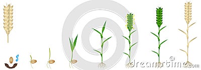 Cycle of growth of a wheat plant on a white background. Vector Illustration