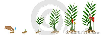 Cycle growth of zingiber spectabile ginger plant from the rhizome on a white background. Vector Illustration