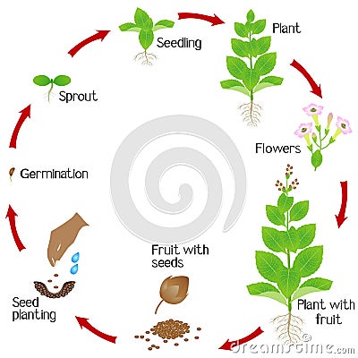 Cycle of a tobacco plant growth isolated on white background. Vector Illustration