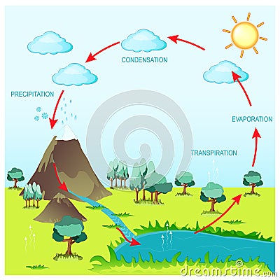 Cycle water in nature environment Vector Illustration