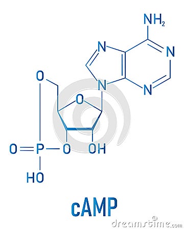 Cyclic adenosine monophosphate or cAMP second messenger molecule. Skeletal formula. Vector Illustration