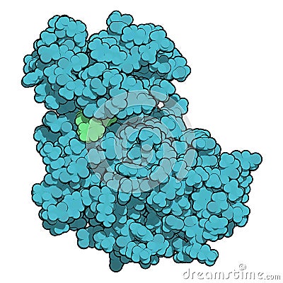 Cyclin-dependent kinase 6 (CDK6) bound to the inhibitor ribociclib. Enzyme involved in cell cycle regulation and target of several Stock Photo