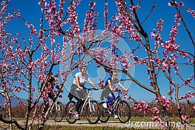 Cycling on the flowering peach trees in the Veria Plain, organized for the third time by the Veria Touristic Club Editorial Stock Photo