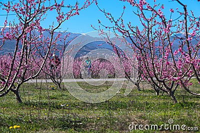 Cycling on the flowering peach trees in the Veria Plain, organized for the third time by the Veria Touristic Club Editorial Stock Photo