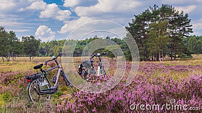 Cycling thorugh blooming heather Veluwe Netherlands Stock Photo