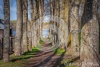 Cycling on treelined path through majestic autumn leaf colors of beech trees Stock Photo