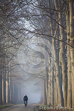 cyclist and beech tree trunks in misty dutch landscape of utrechtse heuvelrug Editorial Stock Photo