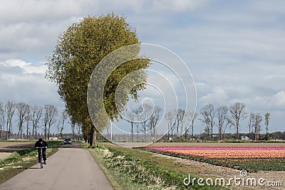 Cyclist at Dutch country road near colorful tulip fields Stock Photo