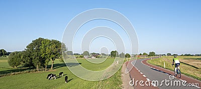 cyclist on dutch dike near river rhine in the netherlands under blue sky with cattle in meadow Stock Photo
