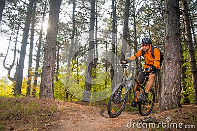 Cyclist in Orange Riding the Mountain Bike on the Trail in the Beautiful Pine Forest Lit by Bright Sun. Stock Photo