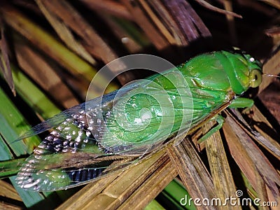 Cyclochila Australasiae or the Green Grocer Stock Photo