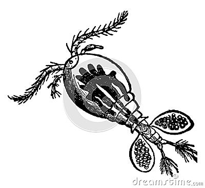 Cyclops communis Water Flea, vintage illustration Vector Illustration