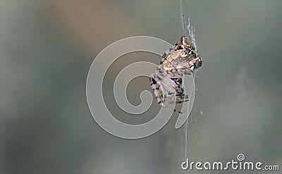 Cyclosa spider, Greece Stock Photo