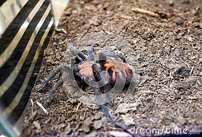 Cyclostemum Tarantula Stock Photo