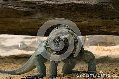 Cyclura Nubila Iguana up and about Stock Photo