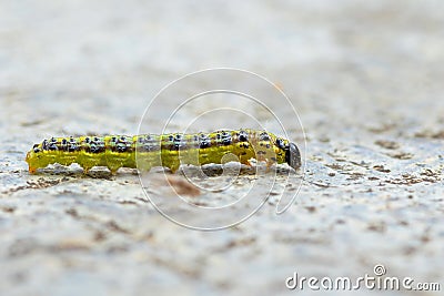 Cydalima perspectalis caterpillar Stock Photo