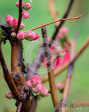 Cydonia or Chaenomeles japonica or Maule's quince. Stock Photo