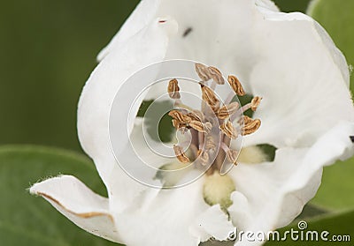 Cydonia oblonga quince white flower of large size and large petals with huge stamens of brown hairy leaves on green orchard Stock Photo