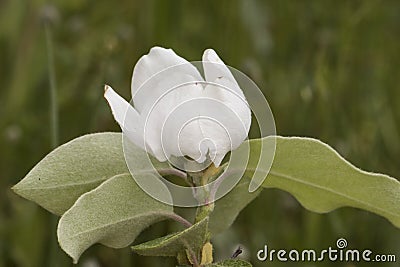 Cydonia oblonga quince white flower of large size and large petals with huge stamens of brown hairy leaves on green orchard Stock Photo