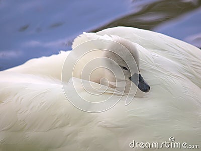 Cygnet Stock Photo