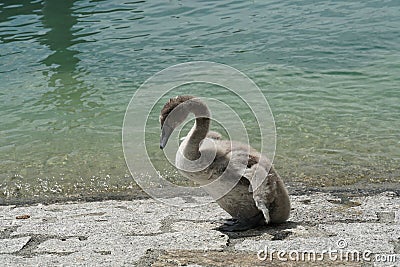 Cygnet or baby swan in detail on the shore of Lake Constance or Bodensee resting. Stock Photo
