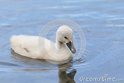 A cygnet is swimming Stock Photo