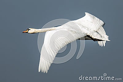 Swan, Cygnini. White swan. Stock Photo