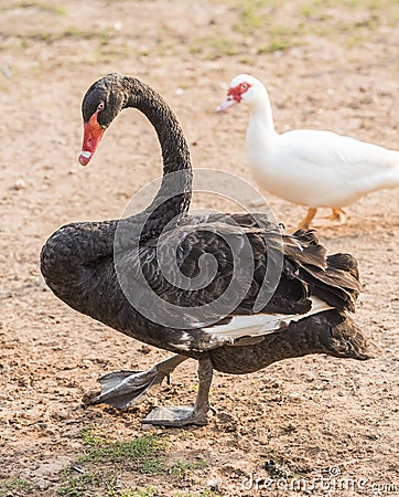 Cygnus atratus(Whooper Swan) Stock Photo