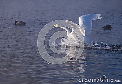 Cygnus cygnus - whooper swan flittering on Altai lake Stock Photo