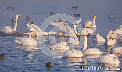 Cygnus cygnus - whooper swan flittering on Altai lake Stock Photo