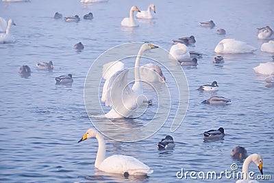 Cygnus cygnus - whooper swan flittering on Altai lake Stock Photo