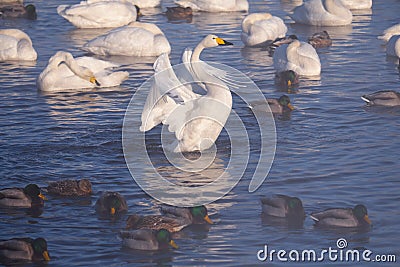 Cygnus cygnus - whooper swan flittering on Altai lake Stock Photo