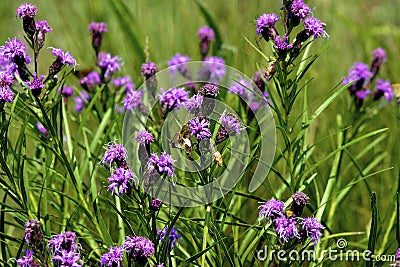 Cylindrical Blazing Star 601802 Stock Photo