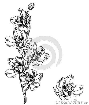 Orchid cymbidium - pen and ink illustration Vector Illustration