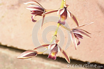 Cymbidium aloifolium Stock Photo