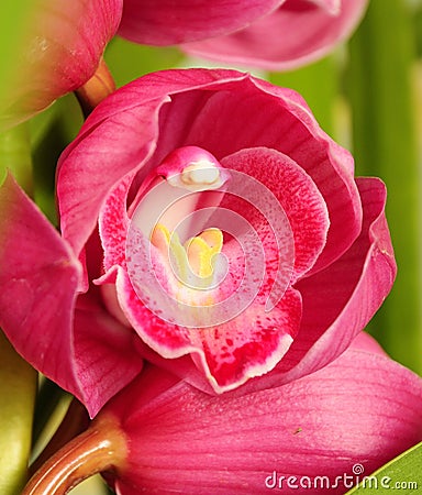 Cymbidium faberi Stock Photo