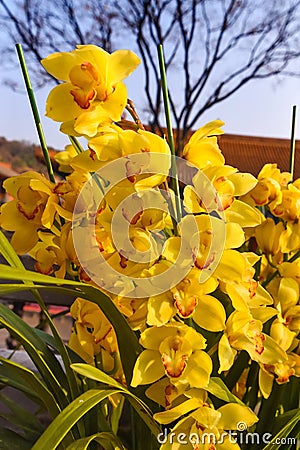 The Cymbidium insigne orchid Stock Photo