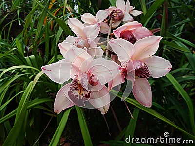 Cymbidium insigne Rolfe Orchid Romklao Botanical Garden under the Royal Initiative, Phitsanulok, Thailand Stock Photo