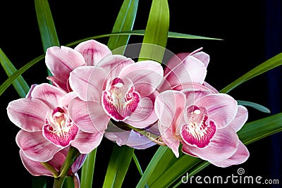 Cymbidium Orchids Stock Photo