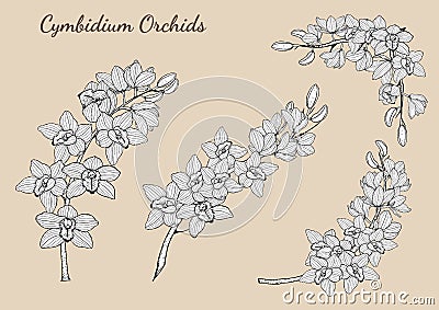 Cymbidium Orchids set by hand drawing. Vector Illustration