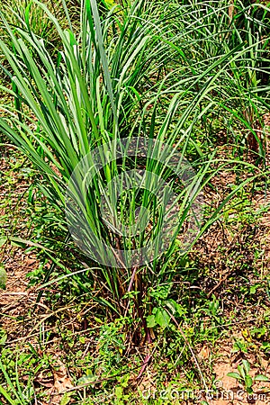 Cymbopogon, also known as lemongrass, barbed wire grass, silky heads, Cochin grass, Malabar grass, oily heads, citronella grass Stock Photo