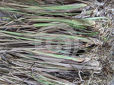 Cymbopogon citratus or serai plant, sereh or sere leaf Stock Photo