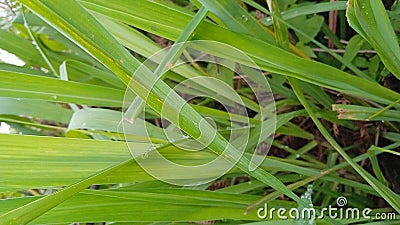 The Cymbopogon nardus plant, known in Indonesia as citronella, is the basic ingredient for telon oil Stock Photo