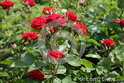 Cyme of red rose flowers and buds Stock Photo