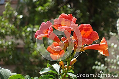 Cyme of reddish orange flowers of Campsis radicans Stock Photo