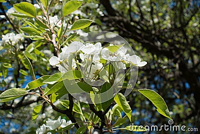 Cyme of white pear flowers in spring Stock Photo