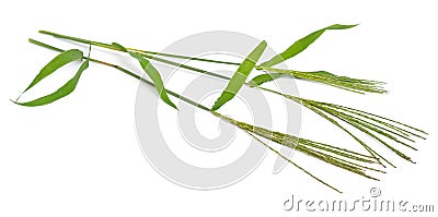 Cynodon dactylon, known as Bermuda grass, Dhoob, durva grass, ethana grass, dubo, dog`s tooth grass. Isolated. Stock Photo